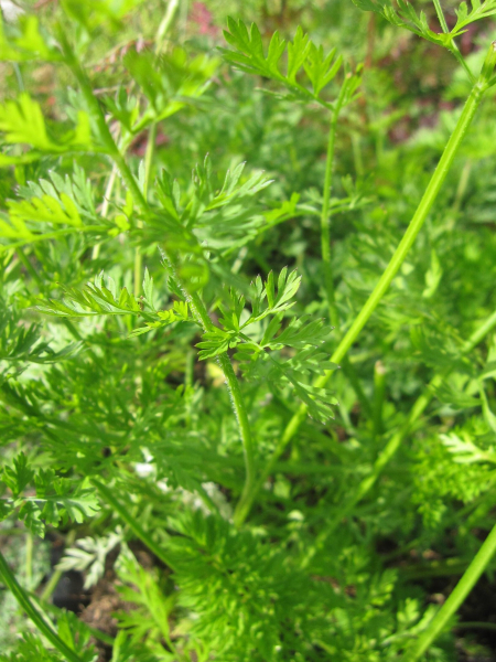Wilde Möhre - Daucus carota - sehr insektenfreundlich